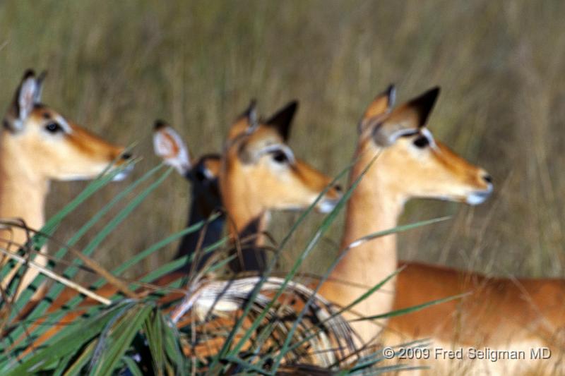 20090612_174537 D300 X1.jpg - Springbok (Gazelle)